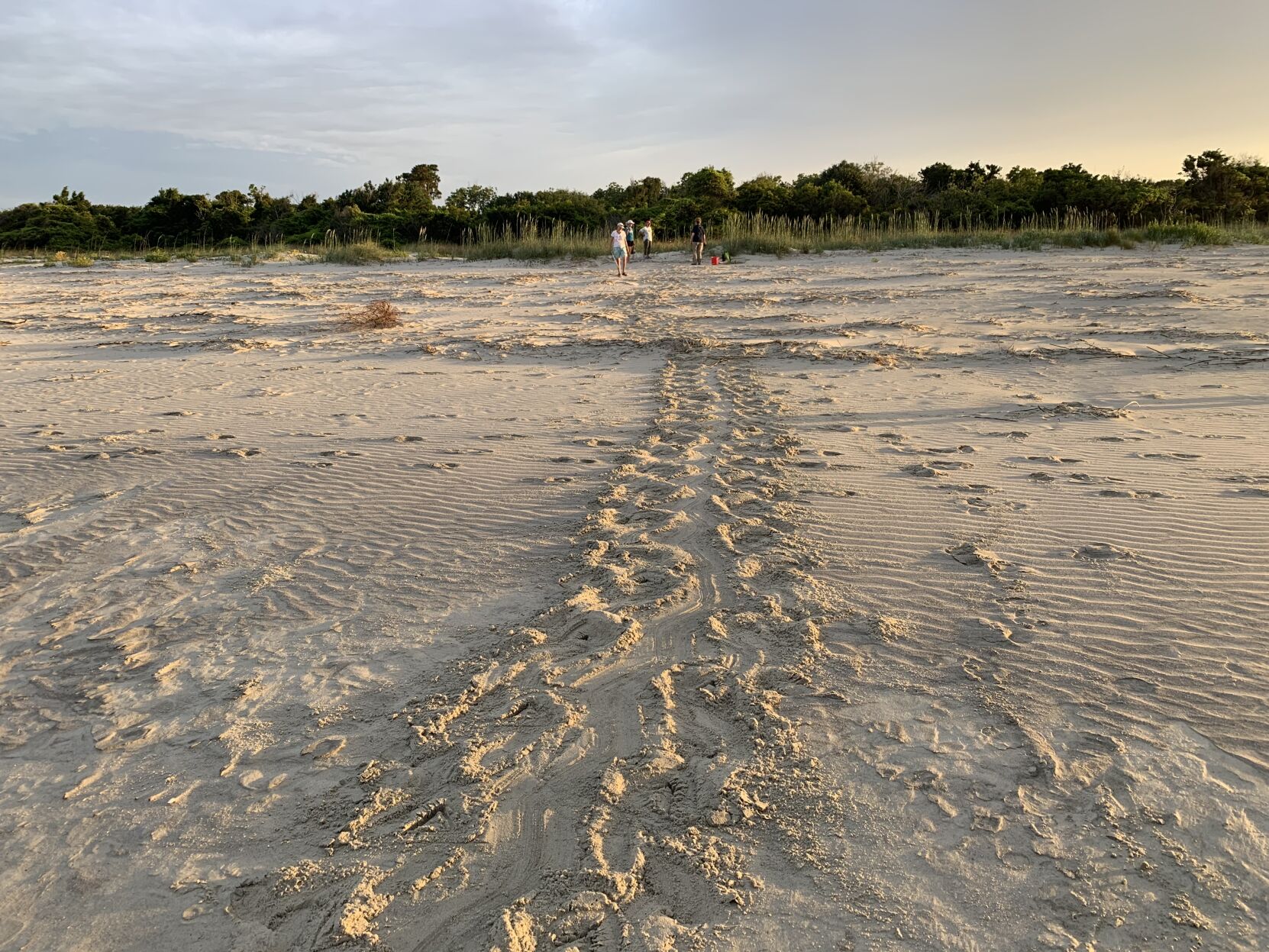 Turtle Tracks